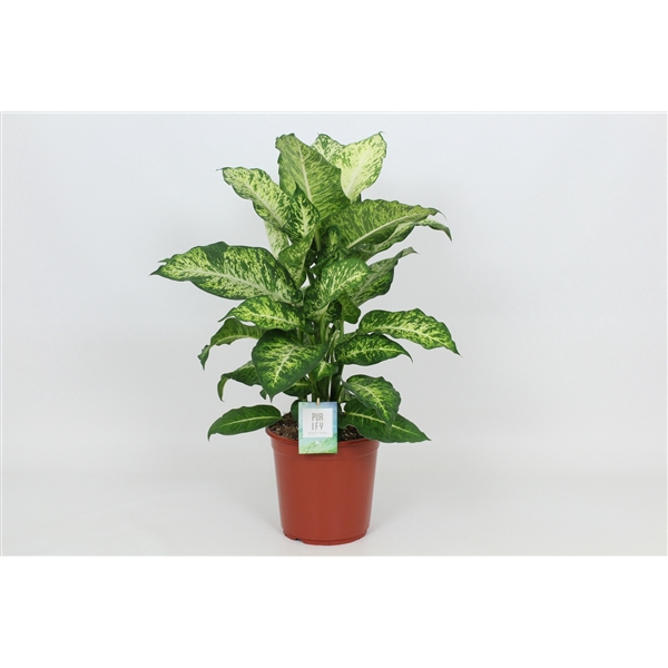 <h4>Purify Dieffenbachia Mars 24 cm</h4>