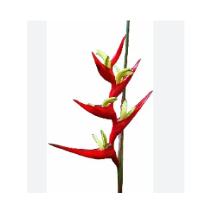 HELICONIA VELLOZIANA