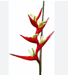 HELICONIA VELLOZIANA