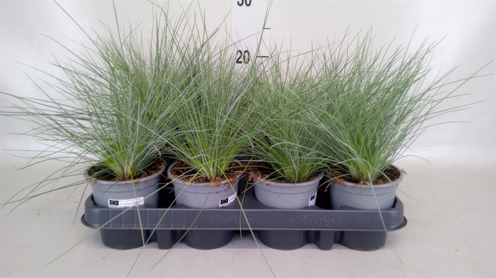 <h4>Festuca glauca</h4>