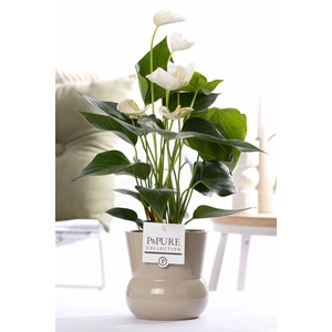 Anthurium white (Elido) in P&PURE Plant Vase Maxima green