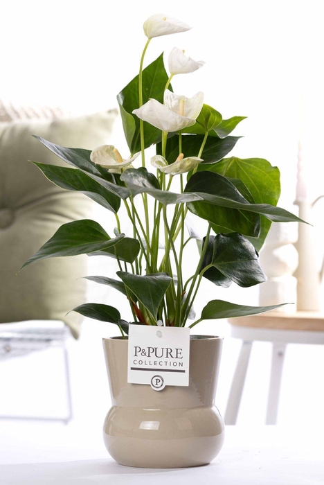 <h4>Anthurium white (Elido) in P&PURE Plant Vase Maxima green</h4>