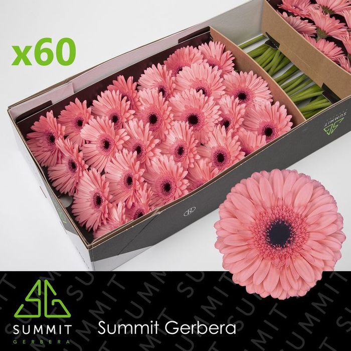 <h4>Gerbera Scala Doos</h4>