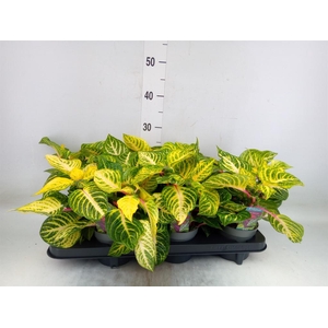 Iresine herbstii 'Rich Goldstar'