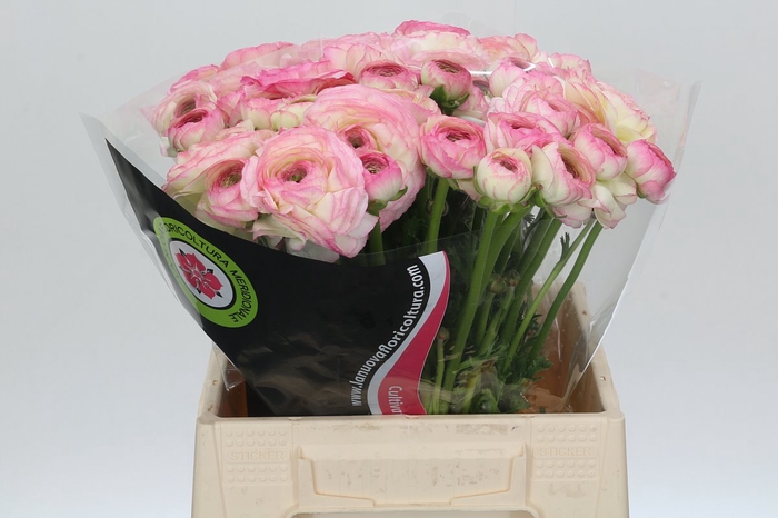 <h4>Ranunculus Clooney Felicitade Dark</h4>