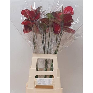 Anth A Red Amor Antique