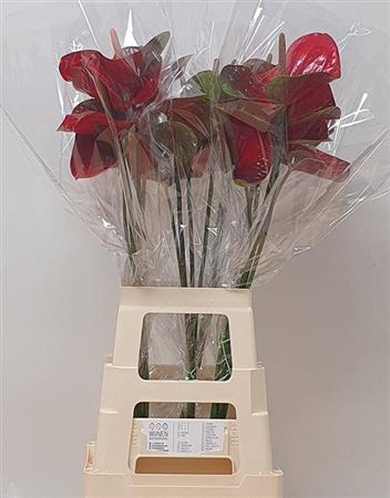 <h4>Anth A Red Amor Antique</h4>