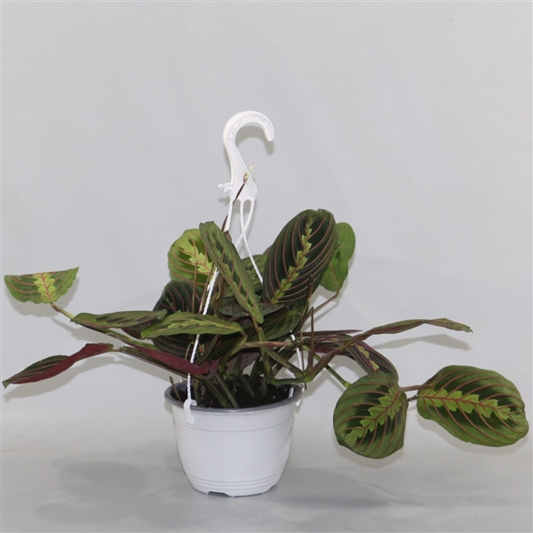 <h4>Maranta leuconeura 'Fascinator' hangpot</h4>