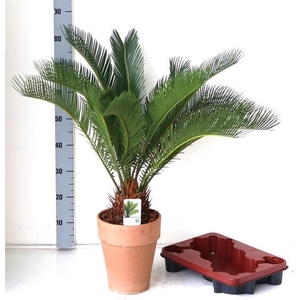 CYCAS REVOLUTA