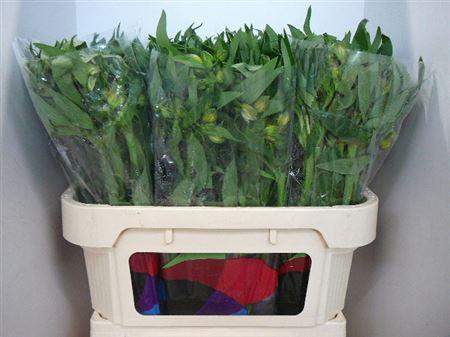 <h4>Alstr Maracana</h4>