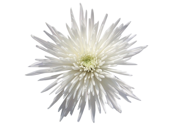 ANASTASIA WHITE 080 CM BRANCO