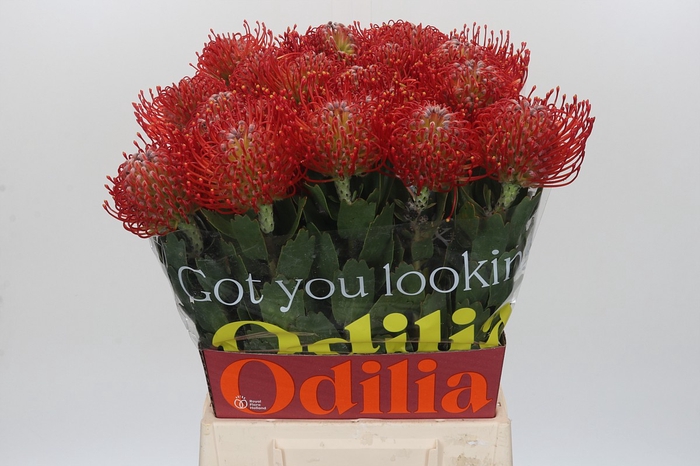 Nutans Ayoba Red