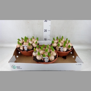 Hyacinthus orie. 'Pearl White'