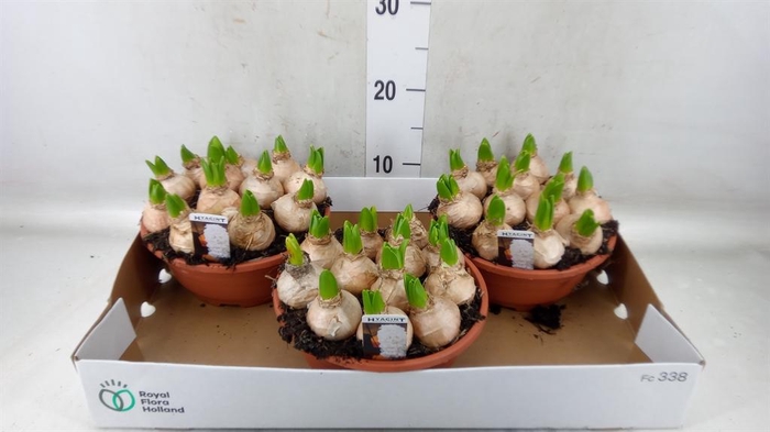 <h4>Hyacinthus orie. 'Pearl White'</h4>