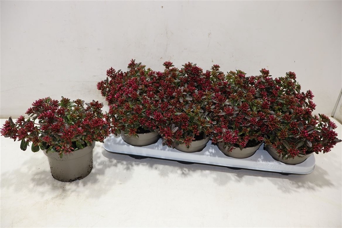 <h4>arr8 Sedum Spu Spot D Ros</h4>