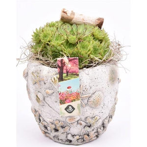 Cement pot schelpendecor 10-12cm