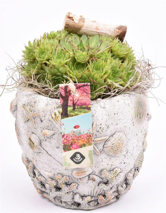 <h4>Cement pot schelpendecor 10-12cm</h4>