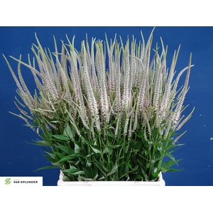 Veronicastrum Pink Glow Splunder