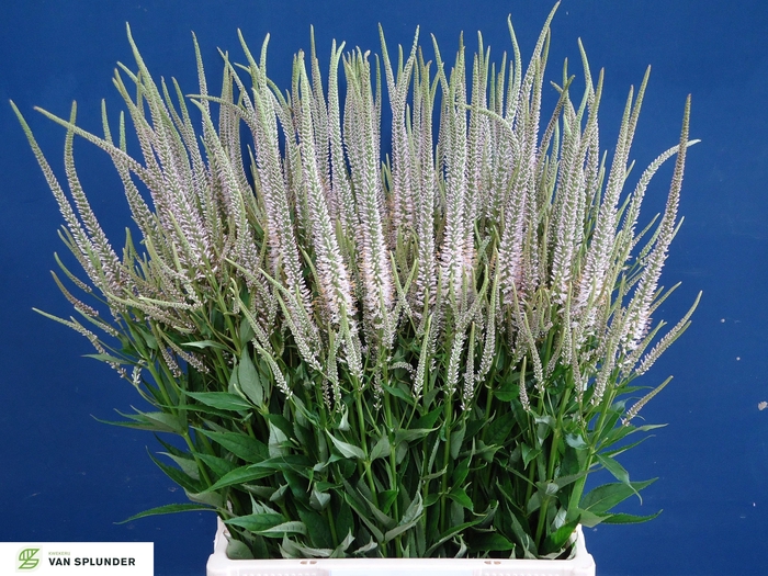 <h4>Veronicastrum Pink Glow Splunder</h4>