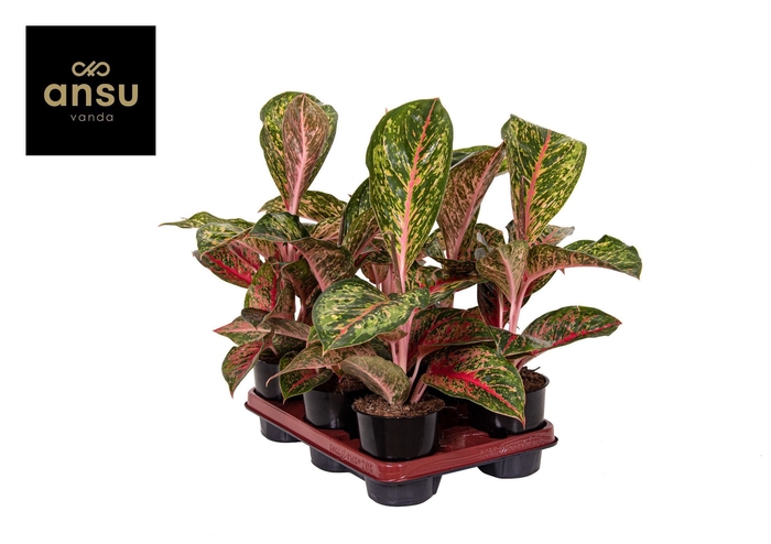 Aglaonema Lychee Red