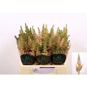 Astilbe C Vi Inferno