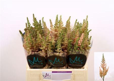 <h4>Astilbe C Vi Inferno</h4>
