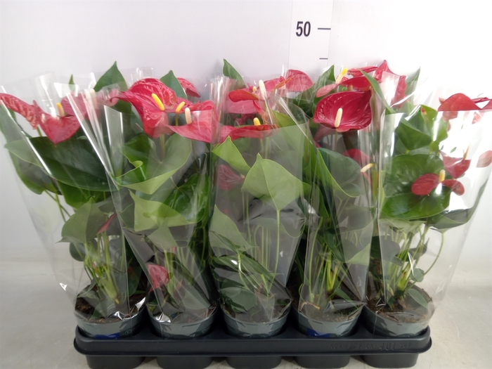 <h4>Anthurium andr. 'Karma Red'</h4>