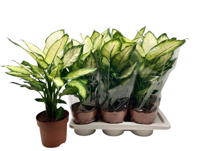 <h4>DIEFF CAMILLA</h4>