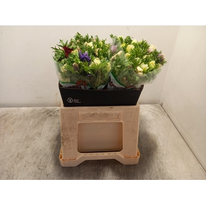 ANEM CO GALIL PASTEL