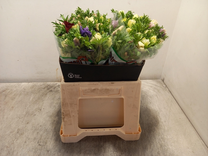 <h4>ANEM CO GALIL PASTEL</h4>