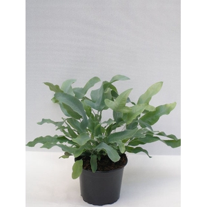 PHLEBODIUM AUREUM P11 BLUE STAR