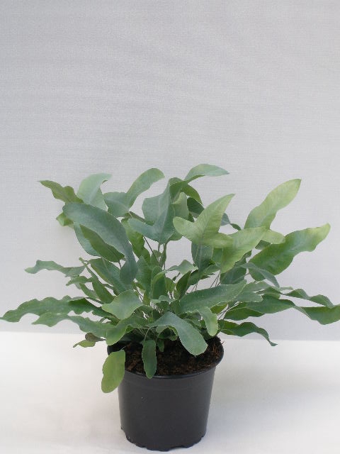 <h4>PHLEBODIUM AUREUM P11 BLUE STAR</h4>