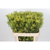 Leucadendron Pisa Spray