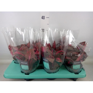 Iresine herbstii 'Rich Redstar'