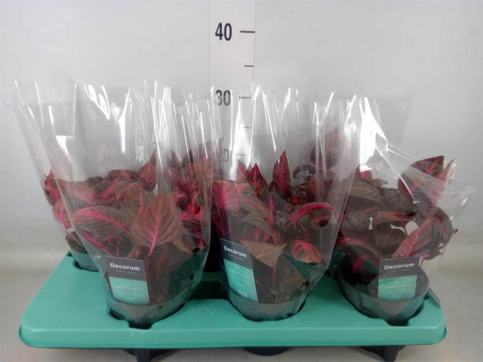 <h4>Iresine herbstii 'Rich Redstar'</h4>