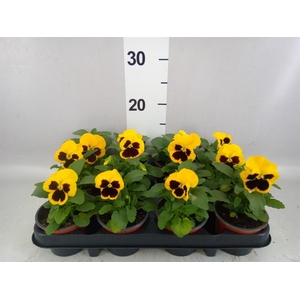 Viola wr. 'Colossus Yellow Blotch'