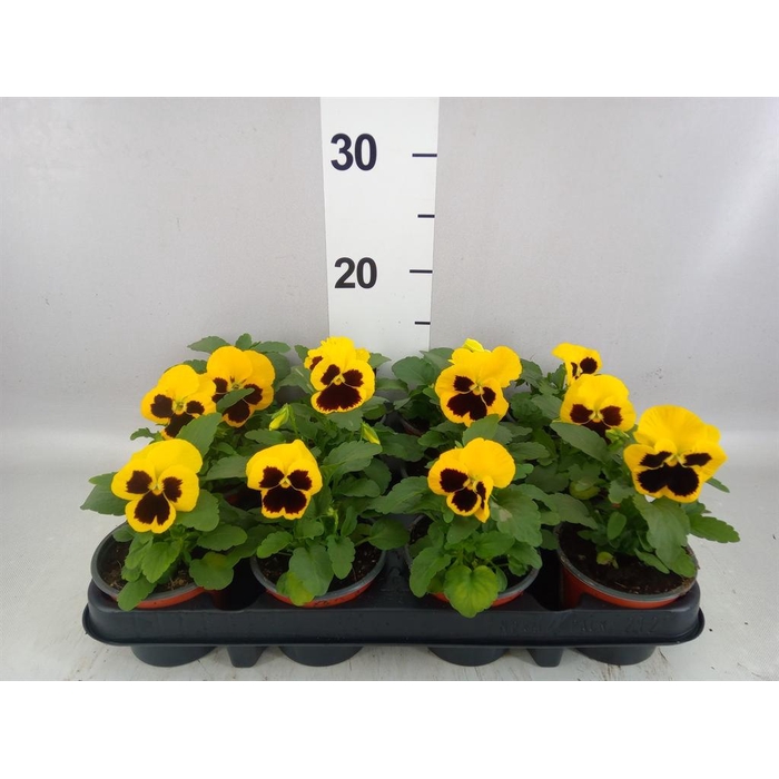 <h4>Viola wr. 'Colossus Yellow Blotch'</h4>
