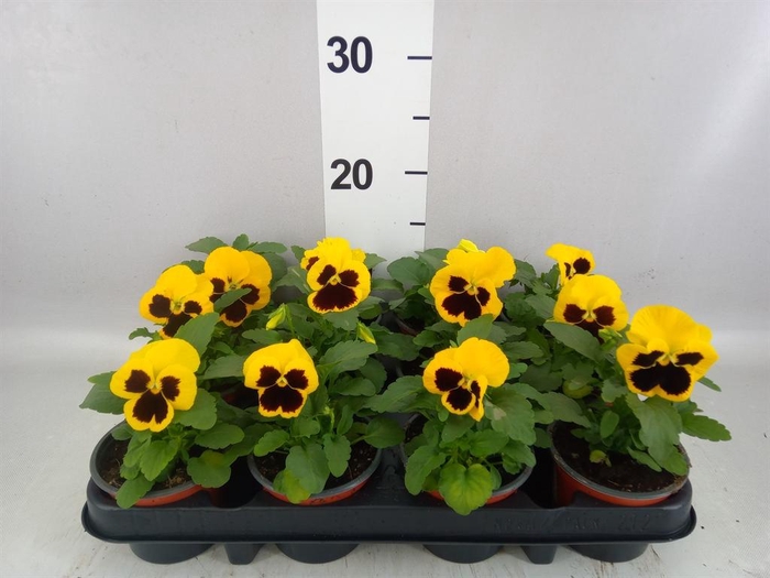Viola wr. 'Colossus Yellow Blotch'