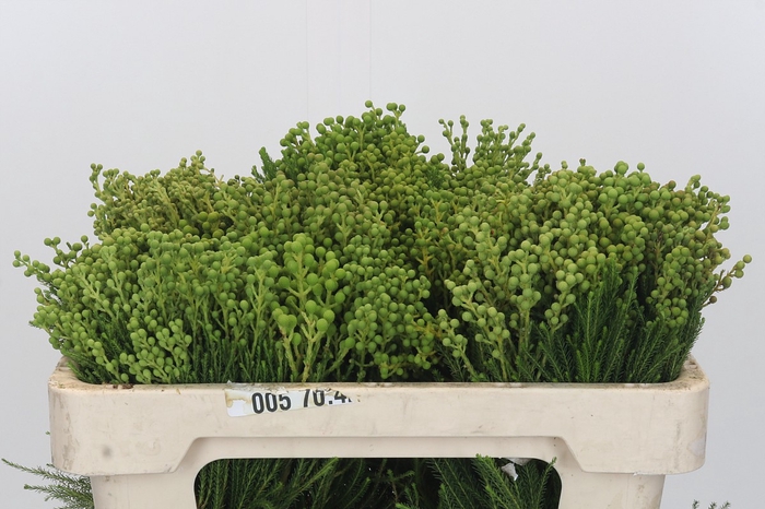 <h4>Kaaps Groen Lanuginosa</h4>