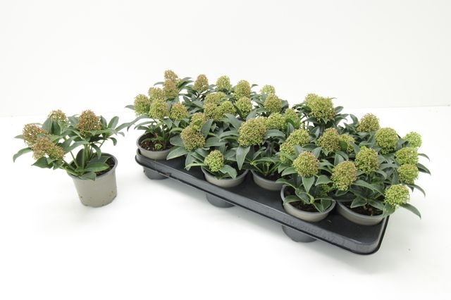 <h4>SKIM JA GODRIE DWARF P10.5</h4>