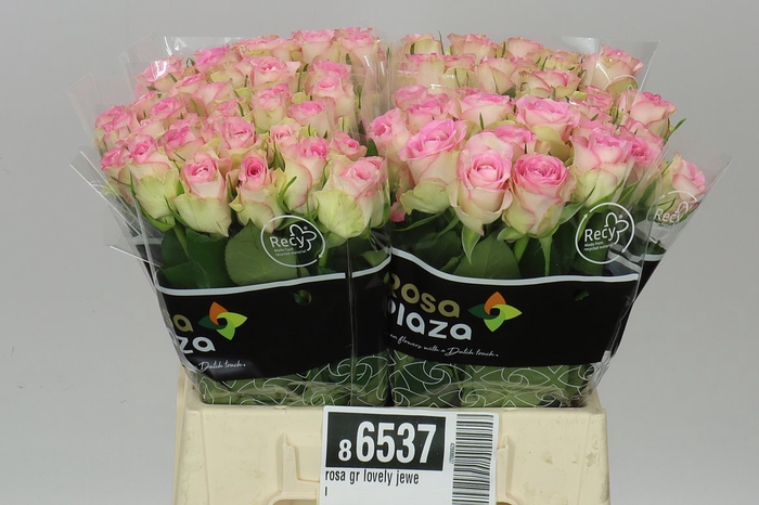 <h4>Rosa Gr Lovely Jewel</h4>