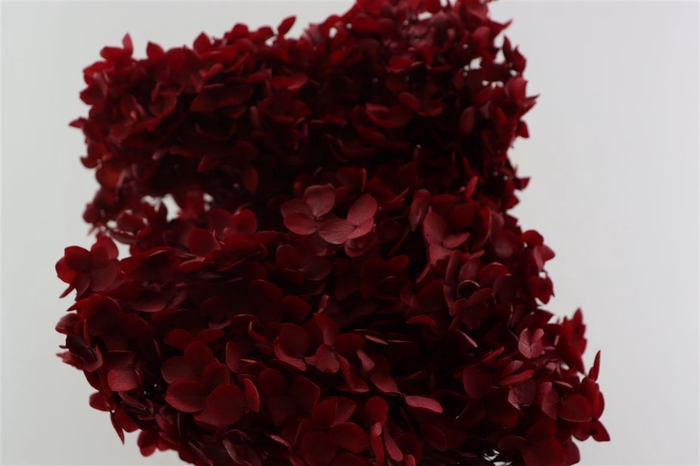 <h4>Pres Hydrangea Bordeaux Bunch</h4>