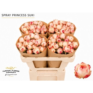 Rosa spray garden princess suki