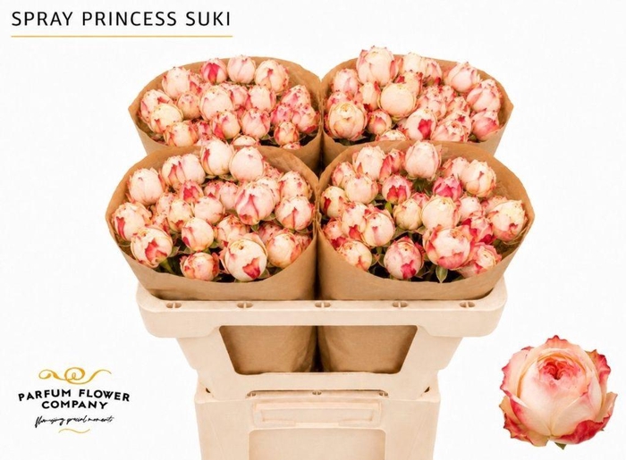 <h4>Rosa spray garden princess suki</h4>