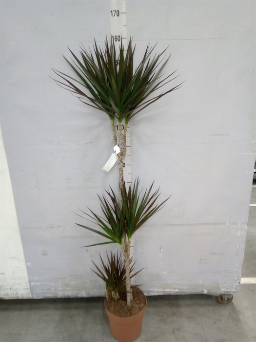 <h4>Dracaena marg. 'Magenta'</h4>