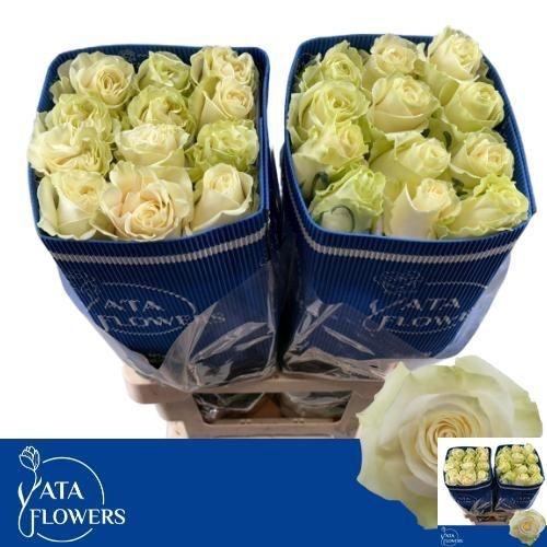 <h4>R GR MONDIAL</h4>