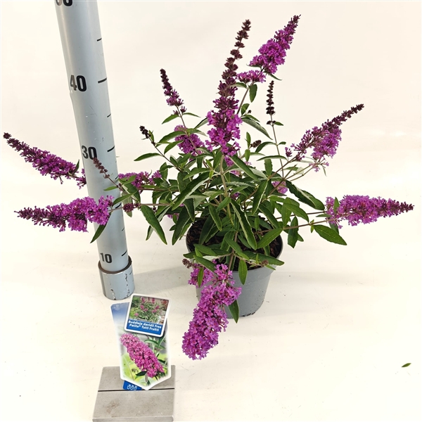<h4>Buddleja dav. Free Petite© Tutti Fruitti ('Podaras 13'PBR)</h4>