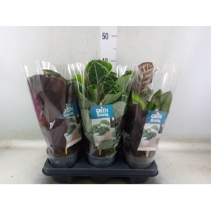 Calathea   ...mix