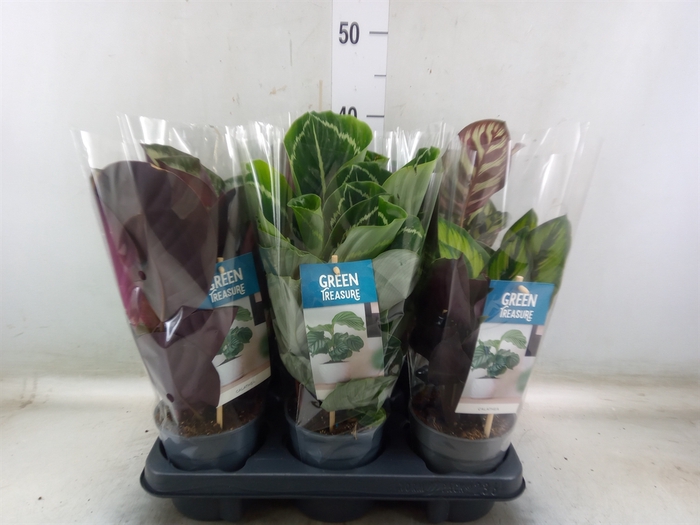 <h4>Calathea   ...mix</h4>