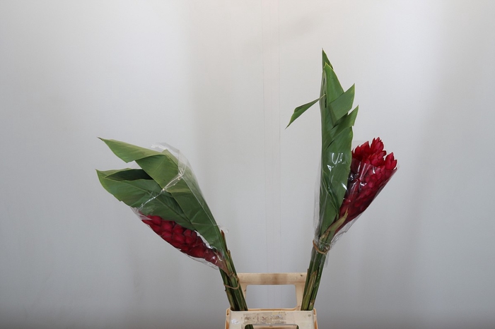 <h4>Ginger Red</h4>